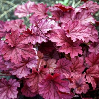 Гейхера Heuchera ‘Berry Smoothie’